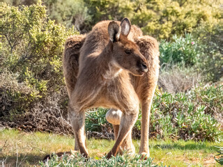 Fototapeta premium Red Kangaroo - Macropus rufus in Australia