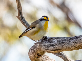 Fototapeta premium Striated Pardalote - Pardalotus striatus in Australia