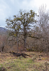 a forest area with damaged trees as a result of natural influences