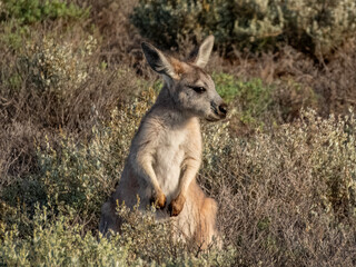 Common Wallaroo - Osphranter robustus in Australia