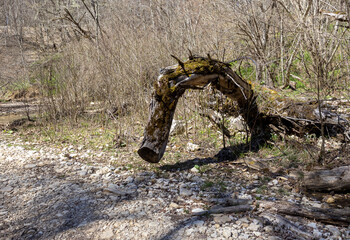 a forest area with damaged trees as a result of natural influences