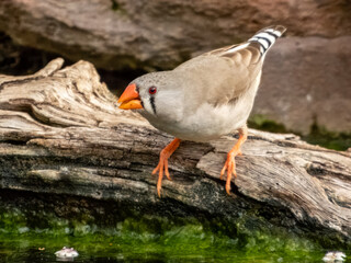 Zebra Finch - Taeniopygia guttata in Australia
