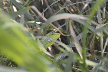 chameleon hiding behind grass leaves