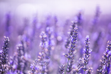 Obraz premium Lavender field. Purple lavender flowers. Violet floral background. Lavender field region