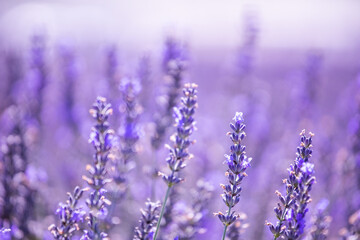 Lavender field. Purple lavender flowers. Violet floral background. Lavender field region