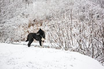 Walking the dog in the forest in winter. A black dog stands in a snowy forest and looks into the distance. Black dog in a snowy forest in winter time. Horizontal with copy space
