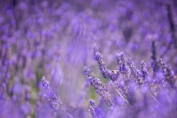 Lavender field. Purple lavender flowers. Violet floral background. Lavender field region. Bees gather nectar in a lavender field