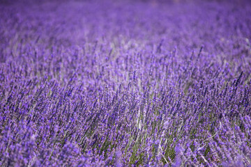 Lavender field. Purple lavender flowers. Violet floral background. Lavender field region. Bees gather nectar in a lavender field © Liubov Kartashova
