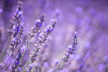 Lavender field. Purple lavender flowers. Violet floral background. Lavender field region