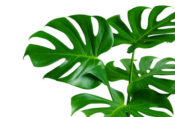 Selective focus beautiful monstera leaves on white color for decorating design transparency...