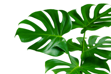Selective focus beautiful monstera leaves on white color for decorating design transparency background.Tropical botanical