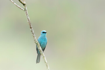 blue bird on a branch