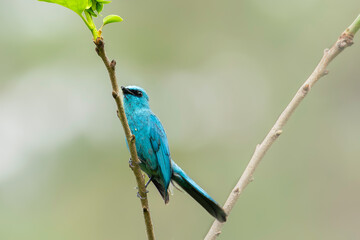 Blue flycatcher
