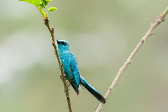 Blue flycatcher