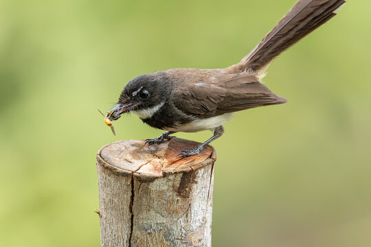Bird with bee