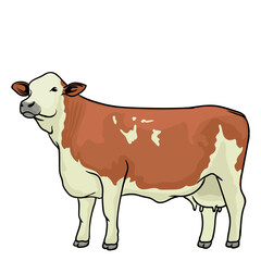 female hereford with separate white background