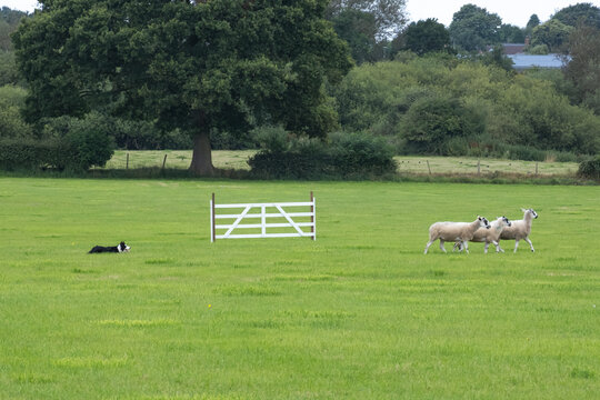sheep dog trials in Sutton Hall Farm, Macclesfield on 3rd August 2024