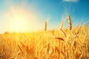A golden wheat field under a bright summer sky, ready for harvest