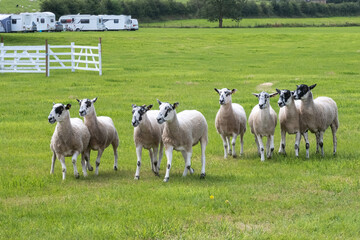 sheep dog trials in Sutton Hall Farm, Macclesfield on 3rd August 2024