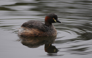 Australasian Grebe