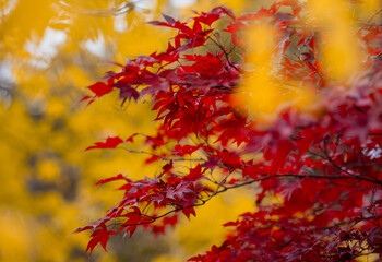 Autumn leaves, gold and red leaves of autumn background. Maple leaves. Colorful autumn leaves....