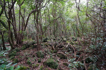 mossy rocks in old forest