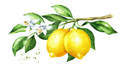 Lemon  branch with fruits, flowers and leaves. Watercolor hand drawn illustration  isolated on white background