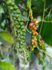 fresh peppercorn on the pepper tree (Piper nigrum)