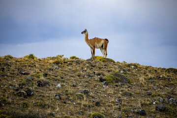 Guanaco (Lama Guanaco) in Torres del Paine National Park, Patagonia, Chile.