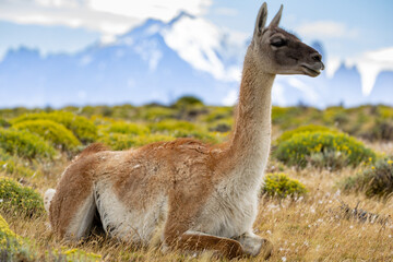 Guanaco (Lama Guanaco) in Torres del Paine National Park, Patagonia, Chile.