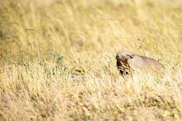 Patagonian Haired Armadillo (Chaetophractus villosus) in Torres del Paine National Park, Patagonia, Chile. 