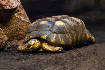 Close-Up of a Radiated Tortoise in Its Natural Habitat