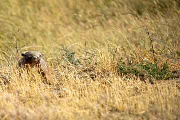 Patagonian Haired Armadillo (Chaetophractus villosus) in Torres del Paine National Park, Patagonia, Chile. 