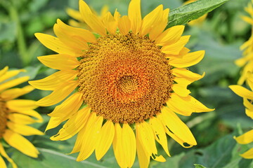 I really like sunflowers.