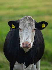 Cow is looking at camera. Close-up cows face. Cow Farm with dairy cattle on field in countryside farm, Alp. Black and white cows. Holstein cows. British Friesian cows. Black pied cow. Holstein