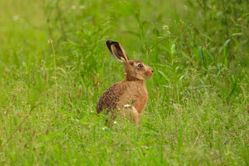 lièvre prairie faune sauvage liberté  © c-chez-marc