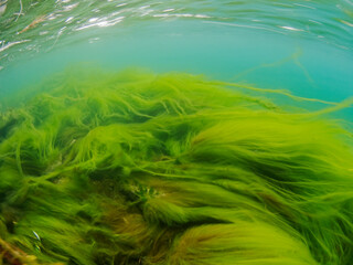 Green thread algae in the river, Reuss Lucerne