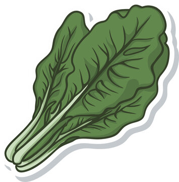 green spinach leaves on white background clip art preview