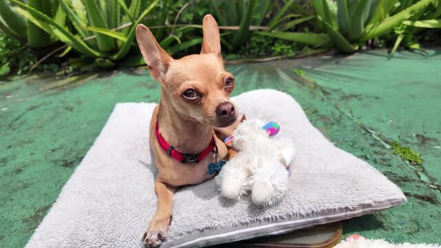 Perro chihuahua cafe peque&ntilde;o descansando bajo el sol junto a sus peluches