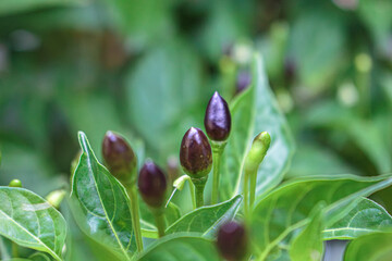 Los chiles están muy picantes