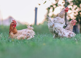 chickens pictured in the backyard of a farm at countryside