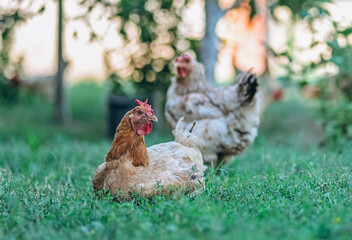 Chickens pictured free in the backyard of a farm
