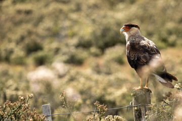 A Crested Caracara (Caracara plancus), South America.	