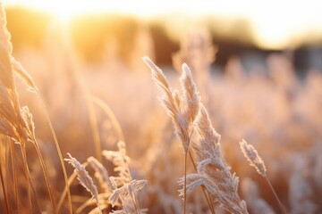 Obraz premium Warm golden sunset over a field of tall grass