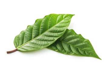 Obraz premium Large green cocoa leaf isolated on white background in close-up view. Leaf texture and veins are prominent. Fresh plant with bright green color.