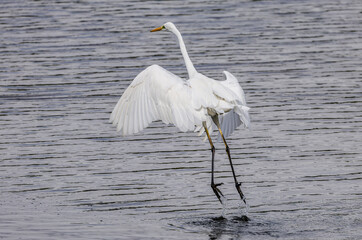 Great White Egret (Ardea alba) taking off from lake.