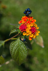 Lantana camara 2024