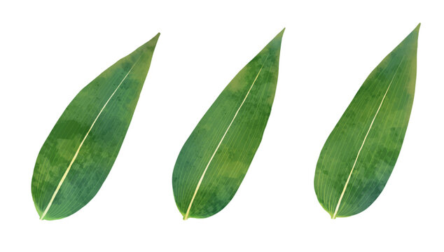 笹の水彩画風ベクターイラスト