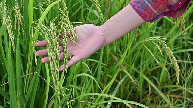 Footage of farmer hand holding and touching seed heads of Oryza sativa (or Asian rice) in agriculture field. 
