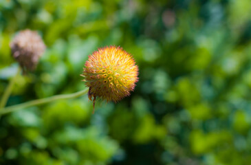 Gaillardia nadobna 2024